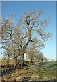 SE2446 : Trees on Hugman Bank by Derek Harper