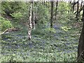 SJ7948 : Bluebells beginning in Podmore Wood by Jonathan Hutchins