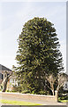 SK9569 : Monkey Puzzle Tree, Western Avenue, Lincoln by Julian P Guffogg