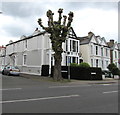 TQ1568 : Pollarded tree on an East Molesey corner  by Jaggery