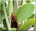 TQ7818 : Light brown apple moth, Churchland Lane by Patrick Roper