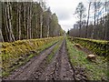 NH6756 : Track on the Rosehaugh Estate by valenta