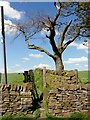 SJ9988 : Access to a bridleway off Shiloh Road by Graham Hogg