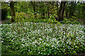 SD7916 : Wild garlic and Japanese knotweed by Bill Boaden