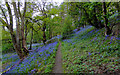 SO8689 : Woodland track with bluebells, Greensforge, Staffordshire by Roger  D Kidd