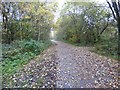 SJ9694 : Trans Pennine Trail by Gerald England