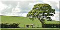 J5675 : Hedge and tree, Killaghy near Millisle (May 2017) by Albert Bridge