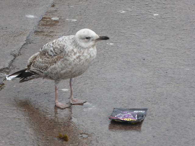 Juvenile Herring Gull on the quayside at Gourdon