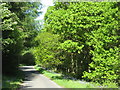 NT3937 : Bluebell-lined road in Tweeddale by M J Richardson