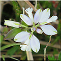 NG6213 : Milkwort (Polygala sp) by Anne Burgess