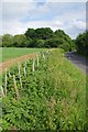 TL7635 : A New Hedge Near Grave's Hall by Glyn Baker