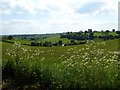 SO5461 : Roadside cow parsley by Philip Halling