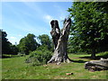 TQ5794 : Dead tree in Weald Country Park by Marathon