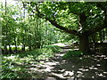 TQ5794 : Path in Weald Country Park by Marathon