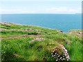 SX6444 : Banks of pink thrift on the western  edge of Burgh Island by Derek Voller