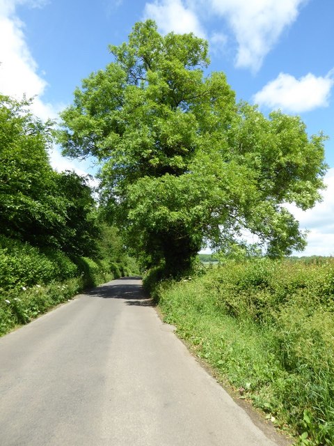 Ash tree in the hedgerow