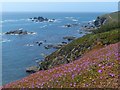 SW6911 : Colourful plants on the Lizard coastline, but  by Robin Drayton