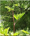 SX8764 : Giant hogweed, Gallows Gate by Derek Harper