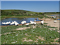 SY5783 : Mute Swans at Abbotsbury Swannery by David Dixon