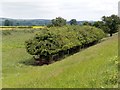 SE9127 : Solitary sheep beside a fenced hedge by Graham Hogg