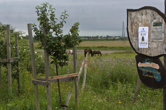 Apple trees and horses