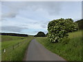 NT0748 : Elder tree near Dunsyre by Alan O'Dowd