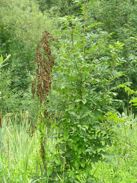 Ash dieback at Hinchingbrooke Country Park