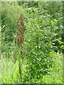 TL2171 : Ash dieback at Hinchingbrooke Country Park by M J Richardson