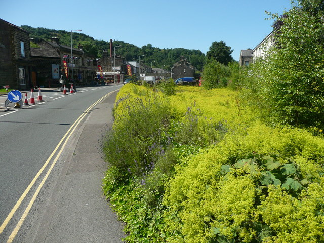 Alchemilla mollis, Rochdale Road, Walsden