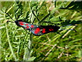  : Burnet moths, Carrowmuddle by Kenneth  Allen