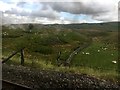 SD7974 : Sheep on Far Moor by Graham Hogg