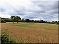 SJ9642 : Cornfield by Gerald England