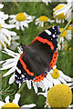 NO6744 : Red Admiral (Vanessa atalanta) by Anne Burgess