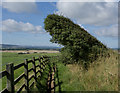 TA0784 : Wind-shaped bush near Cayton Bay by Paul Harrop