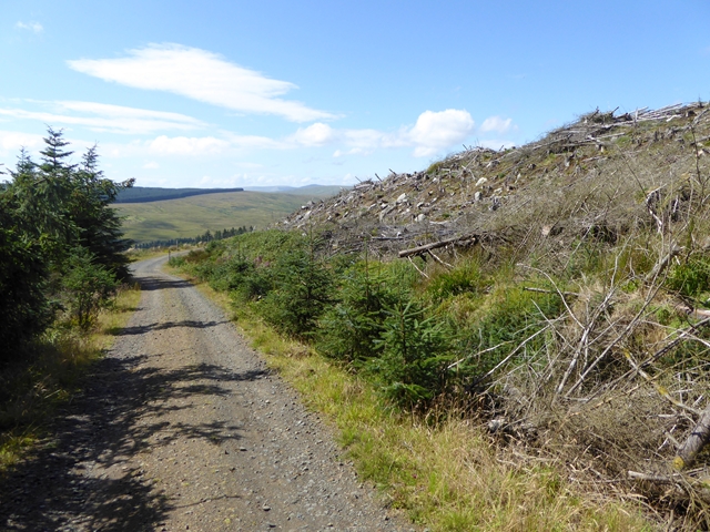 Forest road on the slopes of Deadwater Fell