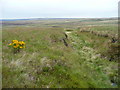 SE0504 : Ragwort on the moor, Saddleworth by Humphrey Bolton