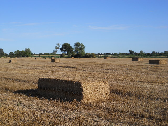 Harvested field off Mile Drove near Glinton