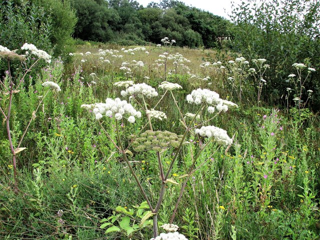 Wild angelica and fleabane, Marline Valley Nature Reserve