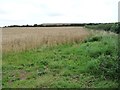 NZ6820 : Unharvested wheat field, north of Brotton by Christine Johnstone