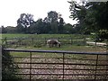 SU7971 : Pony paddocks, Dunt Lane by Simon Mortimer