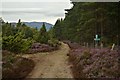 NH8100 : Path Junction near Inveruglas, Cairngorm National Park by Andrew Tryon