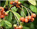 J4582 : Red berries, Helen's Bay (September 2017) by Albert Bridge