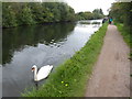 TL3701 : Swan on the River Lee Navigation at Cheshunt by Marathon