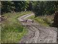 NY7478 : Forest track in Wark Forest by Graham Robson