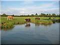 SP5367 : Cattle on the bank of the north Oxford Canal by Christine Johnstone