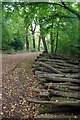 TQ3895 : Log-pile in The Hawk Wood by Glyn Baker