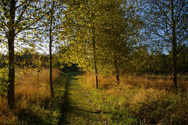 Path through birch plantation, south of Chapel Farm