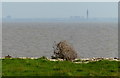 TA2816 : Humber estuary at Hawkin's Point by Mat Fascione