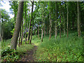 NZ1000 : Path through the woods  by Stephen Craven