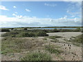 TQ9318 : Rye Harbour Nature Reserve by PAUL FARMER